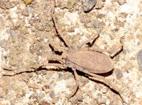 Trogulus sp.